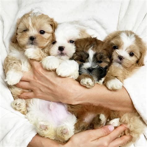 morkie puppy iheartteacups