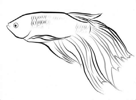betta fish printable coloring pages fish coloring fish coloring page