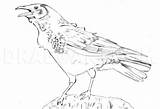 Crow Dragoart Crows sketch template