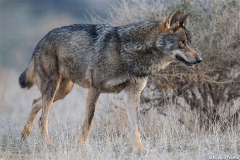 ricardo peralta fotografo de naturaleza lobo iberico canis lupus