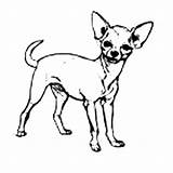 Chihuahua Coloring Pages Dog Cute Pet Netart Puppy Dogs Printable Pets Part Color sketch template