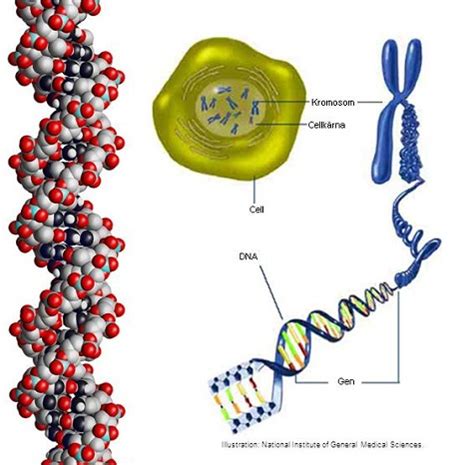 vad aer en gen biologi