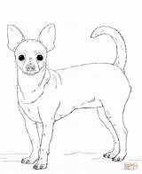 Chihuahua Coloring Pages Dog Printable Pug Pomeranian Dogs Beverly Hills Print Drawing Puppy Sketch Animals Teacup Coloringhome sketch template