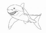 Sharks Voir sketch template