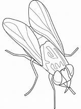 Fly Coloring Insect Kingdom Animal Disease Bring Template Coloringsky sketch template