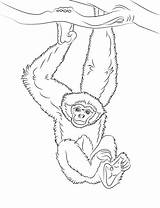 Gibbon Gibbons Onlinecoloringpages Designlooter sketch template
