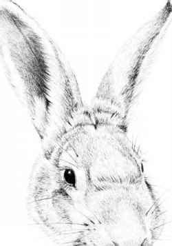 drawing  cottontail rabbit pencil drawing joshua nava arts