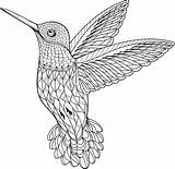 Coloring Hummingbird Pages Adult Adults Vector Mandala Illustrations Bird Color Animal Cute Printable Coloringbay Realistic Boho Book Sheets Choose Board sketch template