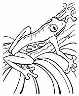 Rana Kleurplaat Frog Kikker Kleurplaten Kikkers Frosch Grenouille Ausmalbilder Mewarnai Coloriage Katak Frogs Ausmalbild Rainforest Dart Kodok Coloriages Bergerak Frosche sketch template