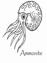 Coloring Ammonite Pages Geology Fossil Drawing Dinosaur Getdrawings Getcolorings Designlooter Drawings Sm 07kb Plesiosaur sketch template