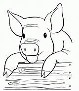 Pigs Color Pig Coloring Library Clipart Domestic Pages Popular sketch template