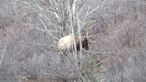 when you know it is over bull elk youtube