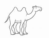 Camello Camelo Camellos Cammello Africano Colorir Cdn5 Animales Desenhos Acolore sketch template