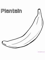 Plantain sketch template