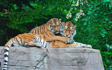tiger family   boulder hd desktop wallpaper widescreen high