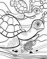 Colouring Turtle Print Pauletpaula sketch template