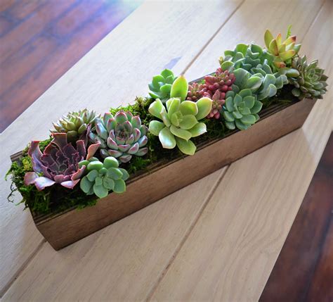 succulent planter  los angeles ca  blooming business