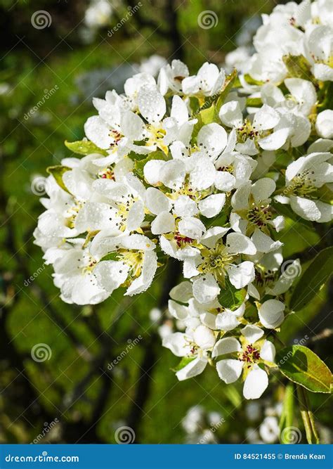 pear blossom   english garden  lancashire stock image image