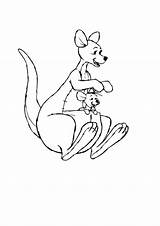 Kangaroo Colouring Joey Pages Kidspot sketch template