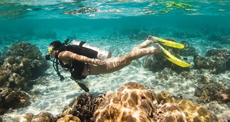 dive courses papua diving resorts raja ampat indonesia