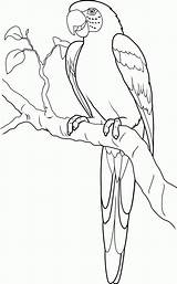 Macaw Colouring Scarlet sketch template