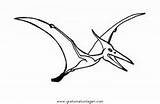 Flugsaurier Pterosauro Dinosaurier Malvorlage Ausmalen sketch template