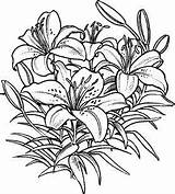 Coloring Pages Lily Flower Lilies Drawing Flowers Stargazer Pencil Stamps Adults Template Upside Down Grown Stampin Drawings Rubber Custom Adult sketch template