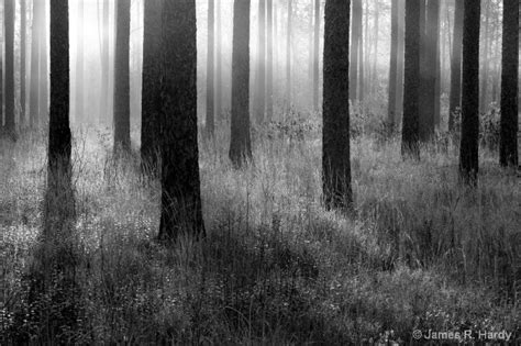 black white forest forest black  white photo inspiration