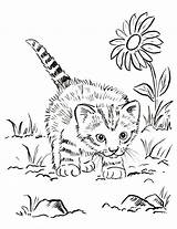Kitten Coloring Pages Realistic Printable Sheets Kitty sketch template
