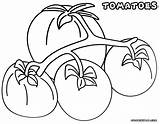 Tomato Coloring Pages Tomatoes Colorings Food sketch template
