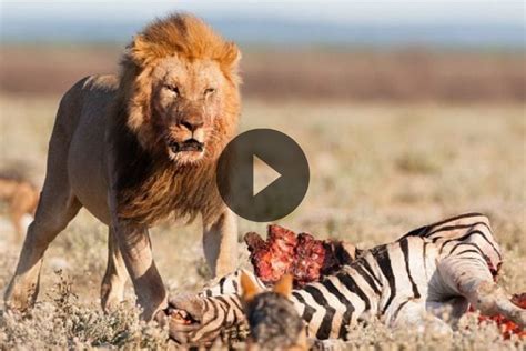 lion kills zebra full video lion  zebra fight bull elephant elephant rescue animal attack