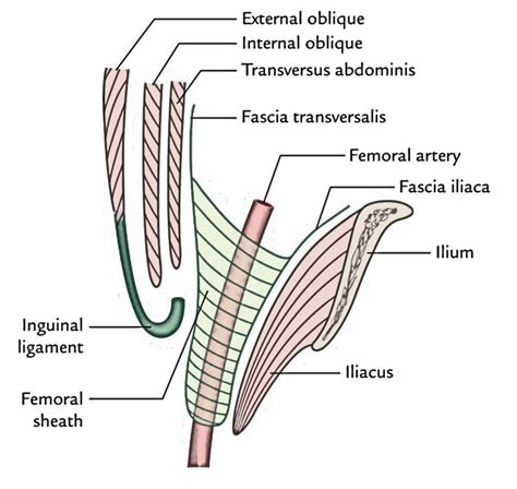 pin  yassine tiba  pin transversus abdominis arteries sheath