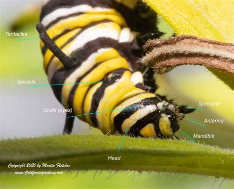 monarch caterpillar anatomy