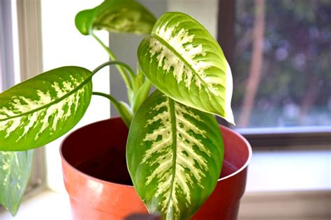 clean indoor houseplants  shine  leaves  plant food tips