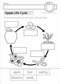 apple tree life cycle worksheet promotiontablecovers