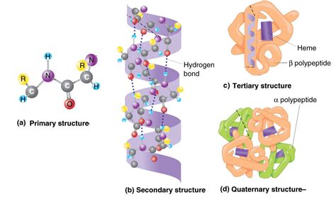 protein primary secondary tertiary  quaternary structure