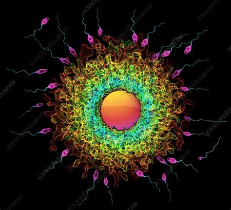 sperm cells fertilising an ovum illustration stock image c038 6299