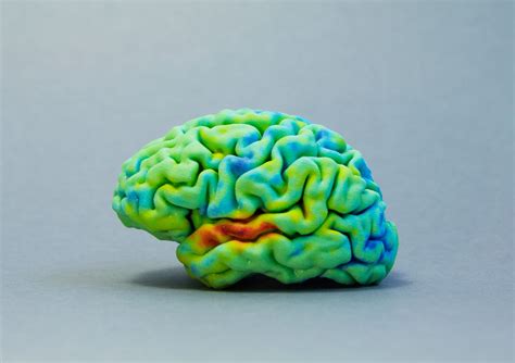 print   brain  mri  ct scans  software sculpteo blog