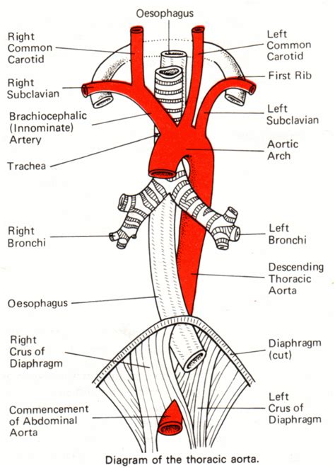medical pictures info aorta