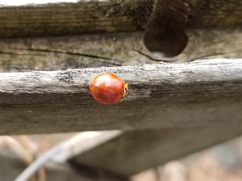 ladybug   spots rmildlyinteresting