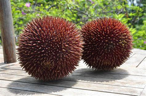 berkenalan  lahung durian buah endemik indonesia mirip durian agrozine