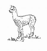 Alpaca Alpaka Alpacas Llama Alpakas sketch template