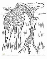 Giraffes sketch template