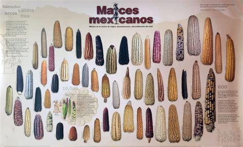 estas son las  razas de maiz en mexico mas de mexico