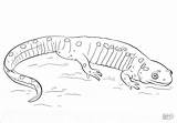 Salamander Salamandra Ausmalbilder Ausmalbild Colorare Amphibien Supercoloring Coloringbay Realista Malvorlagen Kostenlos sketch template