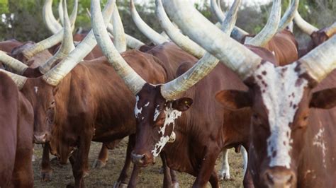 how a cow horn is transforming a 32 billion industry