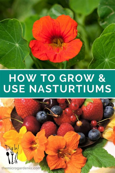 learn   grow nasturtiums   culinary  medicinal