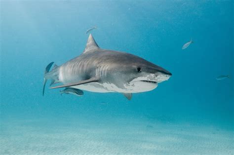 floridas fishing instagram star shares viral photo  huge tiger shark