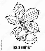 Chestnut Marron Inde Marronnier Colorare Castagna Aesculus Conker Hippocastanum Containing Spiky sketch template