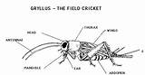Crickets Insect Anatomy Studying Insects sketch template